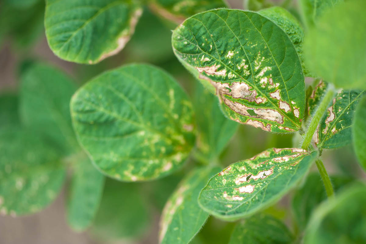 Control de enfermedades en soja mediante  bacterias promotoras de crecimiento